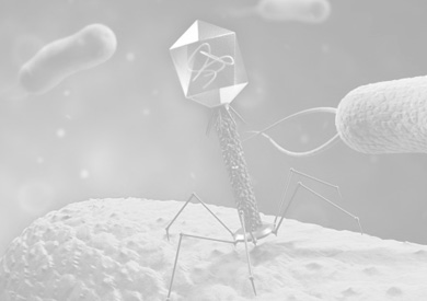 Бактериофаги: медицина будущего