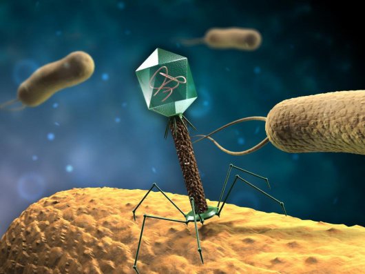 Первый универсальный бактериофаг в капсулах для борьбы с инфекциями